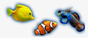 Picture Fascinating - Pc Rec -