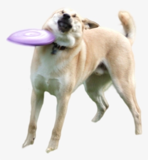 Doge Png - Ultra Heck