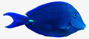 Fish Png Clipart Best Web Clipart Underwater Videography - Underwater Fish Png