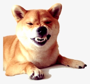 Kabosu Front Snarl - Shibe Transparent Png
