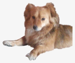 R My Doggo Doge Dog Puppy Pies Piese Piesu Misia - Companion Dog