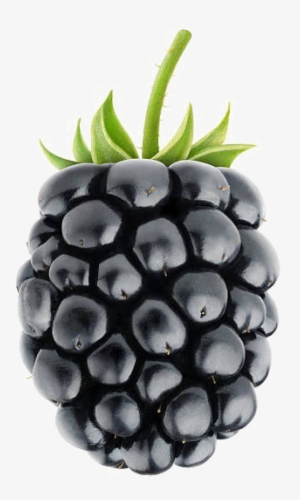 Blackberry Fruit Png Image Background - Blackberry Fruit