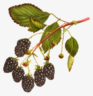 Digital Blackberry Fruit Download