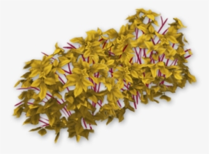 Blackberry Bush Dead - Portable Network Graphics