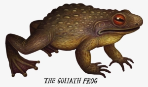 Banner Library Crazy Monster Frogs On Behance Illustration - Goliath Frog