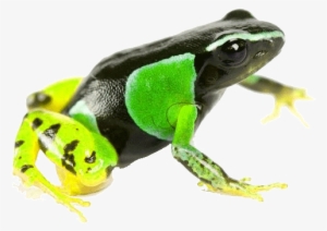 "skinning [was] A Normal Practice, But In The Previous - Malagasy Poison Frogs