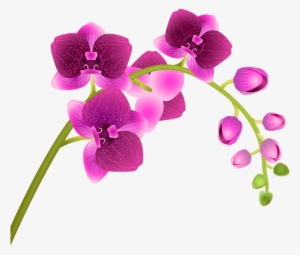 Orchid Flower Transparent Png Clip Art Image - Clip Art Orchid
