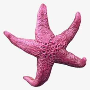 Background Transparent - Star Fish Transparent Background