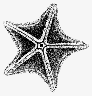 This Free Icons Png Design Of Sea Star