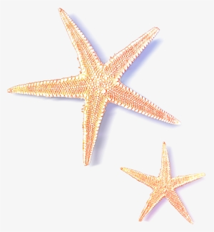 Sea Star Transparent Images - Transparent Starfish
