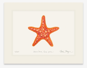 Horned Sea Star - Vector Graphics