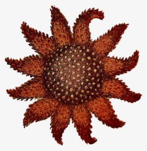 Sea Urchin Starfish Sunflower Sea Star Echinoderm Drawing - Sunflower Sea Star Png