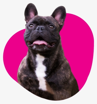 T&t Dog Sticker By Tales&tails - Android