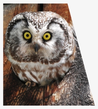 We Use An Innovative Suite Of Behaviour Tracking Software - Note Cards (pk Of 20)