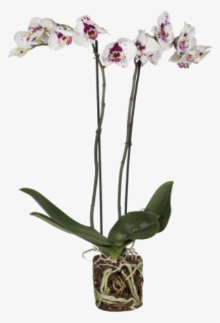 Orchid Picasso - Pablo Picasso