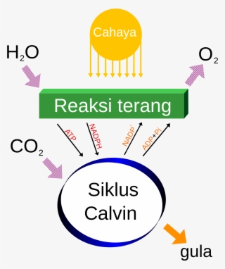 Open - Photosynthesis Diagram