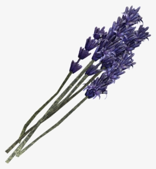 Lavender, Gallery Cashadvance6online