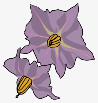 Potato Flowers - Potato Flower Png