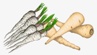 6 Érosion Génétique - Carrot