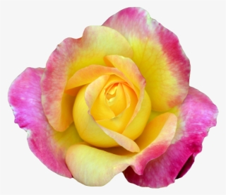 Pink And Yellow Rose Png