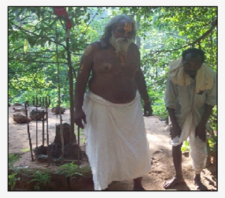 Main Source Of - Old-growth Forest