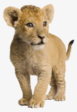 Com Lion Cub By Syl - Lion Baby Images Hd