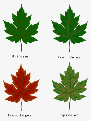 Different Leaf Texture Types