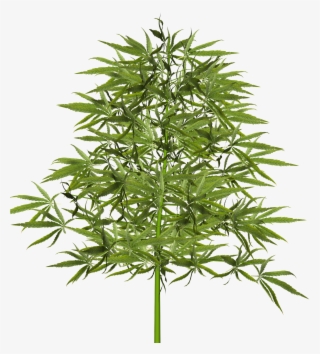 View Larger Image - American Larch