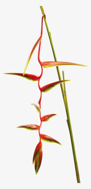 Heliconia Chartacea