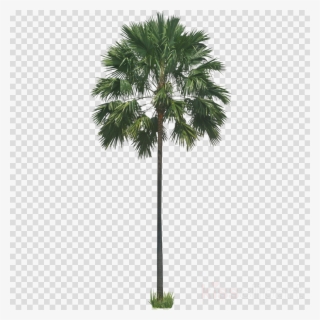 Palm Tree Png Clipart Palm Trees Wodyetia - Sabal Palm Png