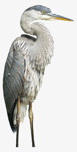 Get In Touch - Heron