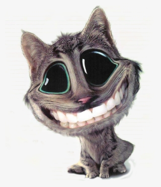 Why - Keep Your Smile Cat