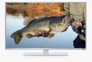 A Fisherman's Channel - Clearwater Bass With Shaw Grigsby