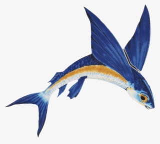 Flying Fish Png - Flying Fish