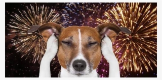 Keep Your Dogs Safe At Territory Day - Perro Miedo A Petardos