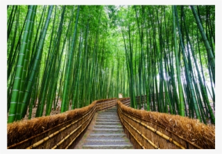 Bamboo Forest Png - Tokyo Things To Do And See