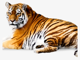 Tiger Png Transparent Images - My Cute Board Book Of Wild Animals - English