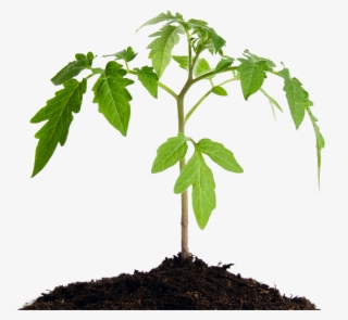 We Hand Craft Easy To Use Products That Transform Poor - Tomato