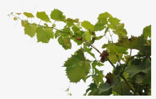 Tropical Branch Png - Grape Branch Png