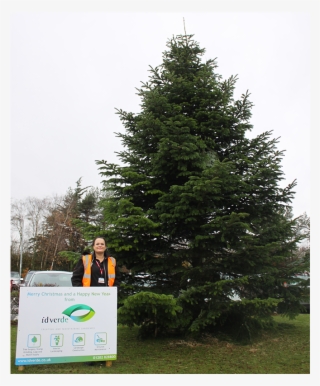 Royal Bournmouth Hospital Christmas Tree - Bournemouth