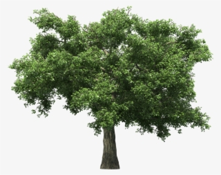 Дуб Фото Дерева