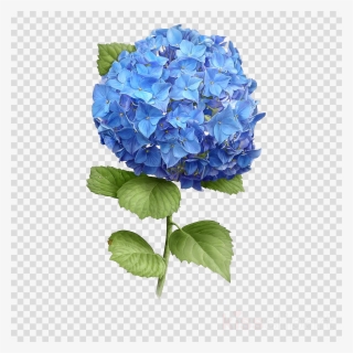 Blue Hydrangea Painting Clipart Watercolor Painting - Hydrangea Blue Heaven