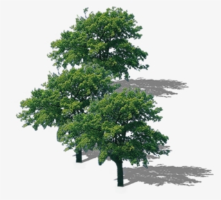 La Rama Superior Del Árbol De Descarga - 樹 俯視