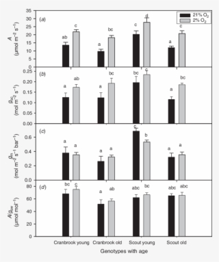 Effects Of Oxygen Concentration And Leaf Age On Light-saturated - Stomatal Conductance