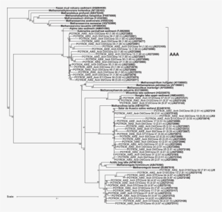 Phylogenetic Tree Of Partial 16s Rrna Gene Sequences - Phylogenetic Tree