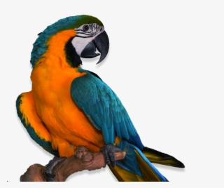 Transparent Vet Reviews - Animal Pic Transparent