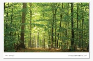 Forest Wallpaper Or Fabric - Tropical Evergreen Rain Forests In India
