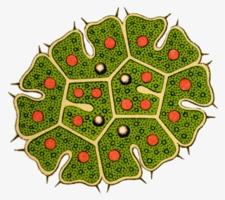 Kunstformen Der Natur