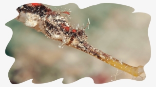 Sea Cucumbers « - Sea Cucumber