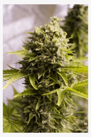 Humboldt Seeds / Auto 5er / Bubba Cheese - Bubba Cheese Auto Humboldt